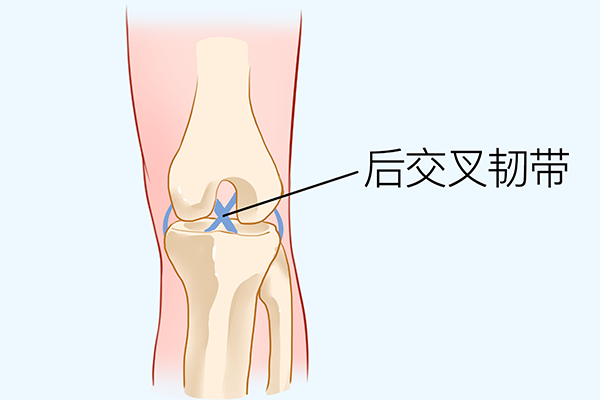 膝关节韧带在什么位置